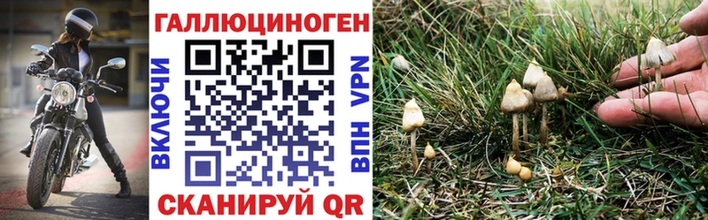 Купить где  Верея  Псилоцибиновые грибы Magic Shrooms 